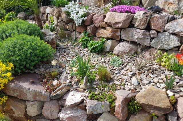 Welche Steingartenpflanzen sind winterhart