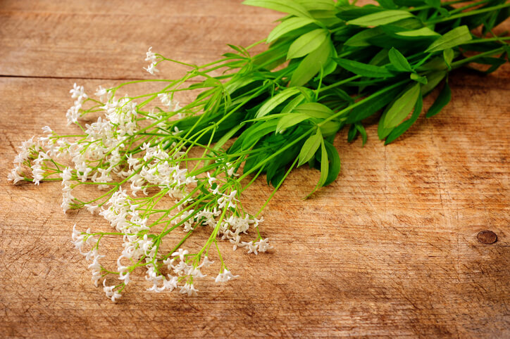 Wie wird Waldmeister richtig geerntet