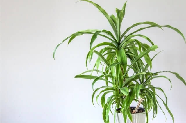 Yucca Palme zurückschneiden - Zeitpunkt und Anleitung