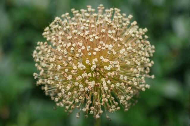 Zierlauch über Samen vermehren