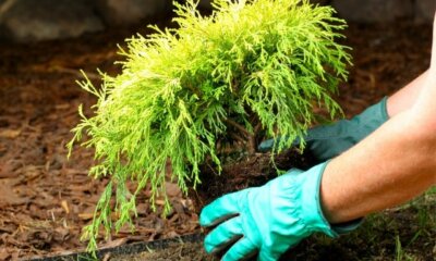 Zypressen pflanzen - nützliche Profi-Tipps