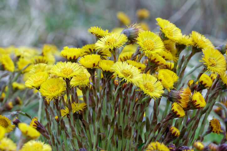 Achtung Allergiegefahr