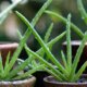 Aloe Vera im Garten überwintern - klappt das