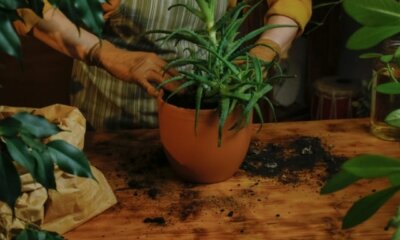 Aloe Vera umtopfen - welche Erde braucht die Pflanze