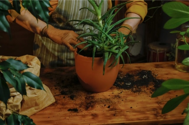 Aloe Vera umtopfen - welche Erde braucht die Pflanze