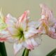 Amaryllis wieder zum Blühen bringen - Tipps und Tricks