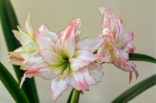 Amaryllis wieder zum Blühen bringen - Tipps und Tricks