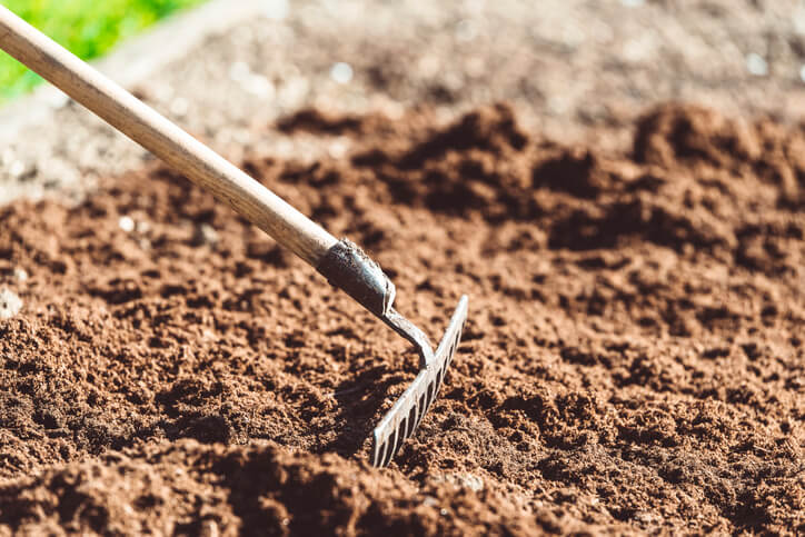 Anleitung zum Pflanzen von Zuckerhutsalat