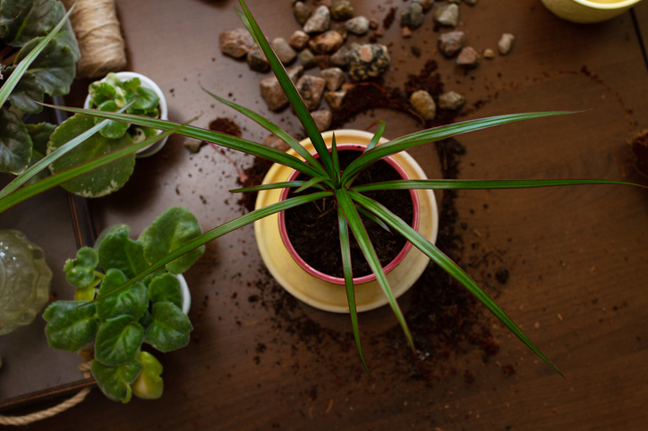 Anleitung zur Nachzucht eines Drachenbaums