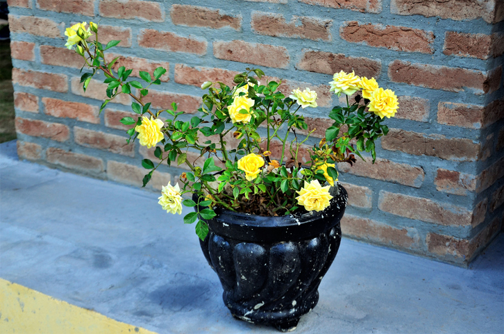 Attraktive Mitbewohner im Topf