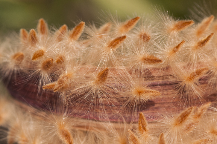 Aussaat von Oleandersamen