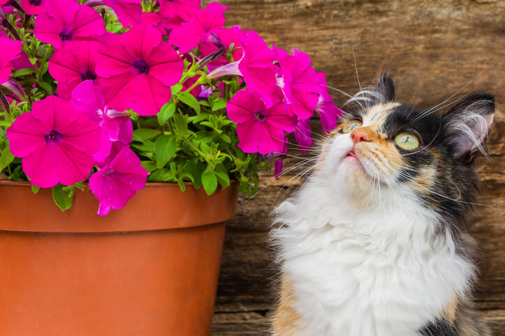 Auswirkung auf Tiere
