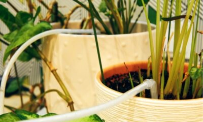 Automatische Bewässerung von Topfpflanzen – DIY-Ideen
