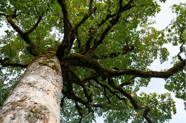 Bergahorn im Steckbrief