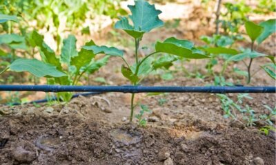 Bewässerung selber bauen - DIY-Ideen und Anleitung