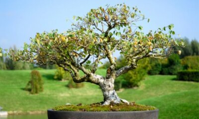 Birke als Bonsai erziehen