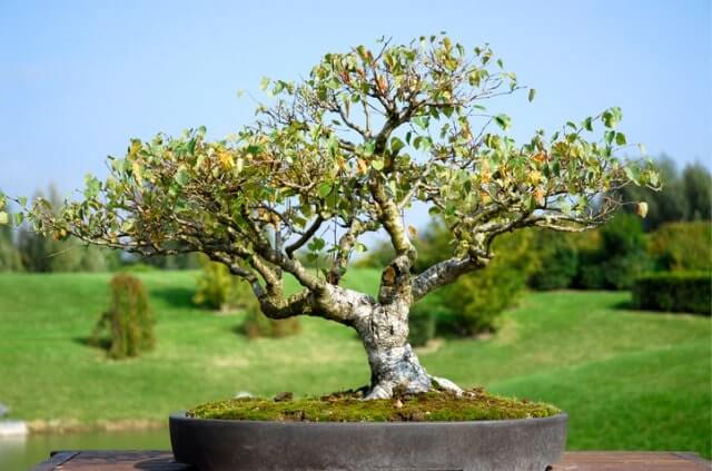 Birke als Bonsai erziehen