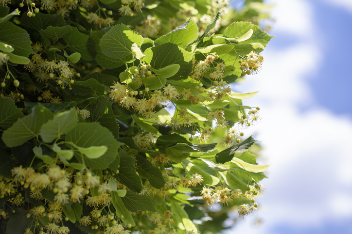 Blätter und Blüten der Linde