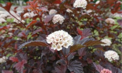 Blasenspiere als Hecke schneiden