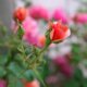 Blattläuse an Rosen bekämpfen - dies hilft wirklich!