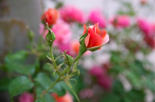 Blattläuse an Rosen bekämpfen - dies hilft wirklich!