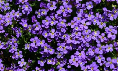 Blaukissen ist nicht giftig