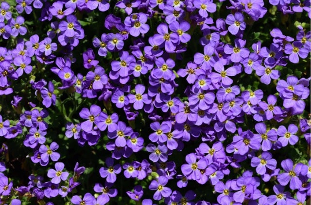 Blaukissen ist nicht giftig