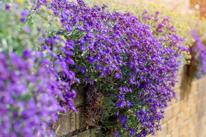 Blaukissen ist ungiftig beim Verzehr