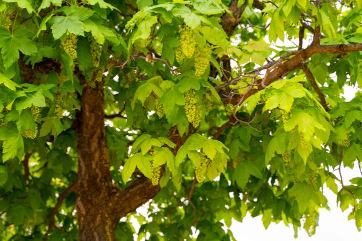 Blüten und Blätter des Bergahorns
