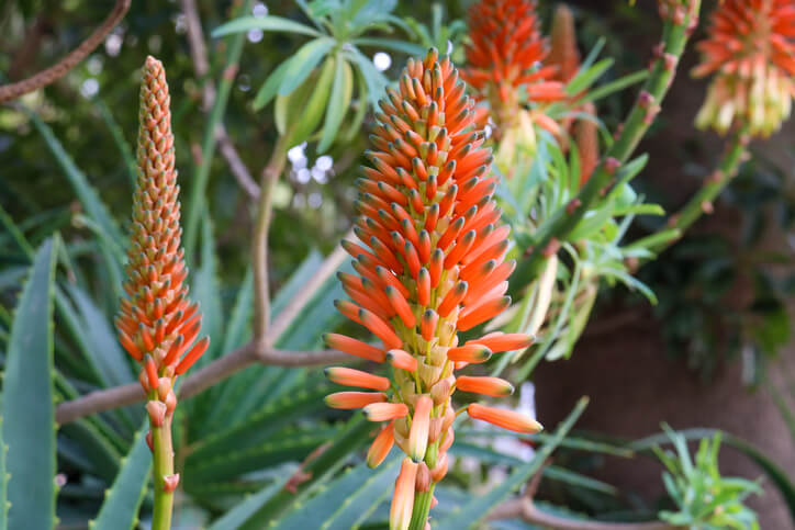 Blütezeit der Aloe Vera