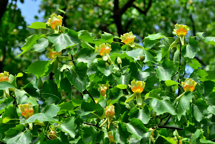Blütezeit des Tulpenbaumes