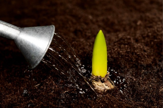 Blumenzwiebeln richtig gießen - Tipps und Tricks