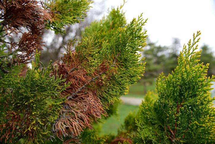Braune Thuja im Winter