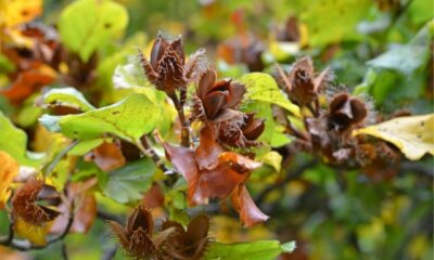 Bucheckern - giftig oder gesund
