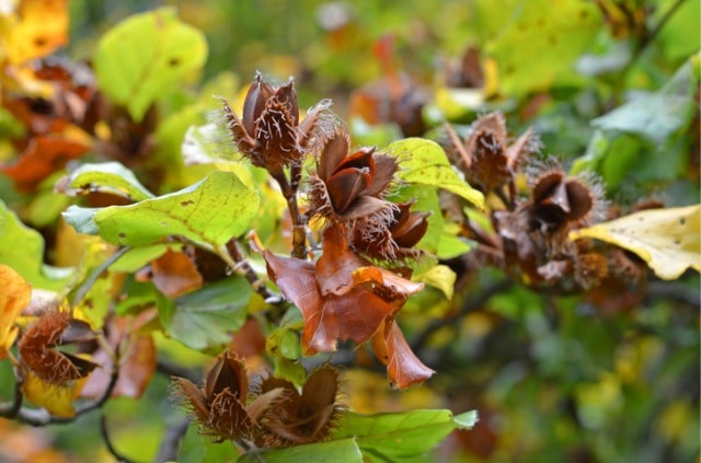 Bucheckern - giftig oder gesund