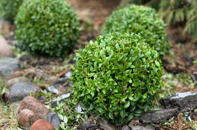 Buchsbaum als Kugel schneiden - Schritt-für-Schritt Anleitung