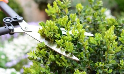 Buchsbaumhecke richtig schneiden - Zeitpunkt und Anleitung