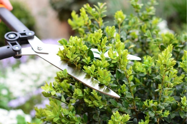 Buchsbaumhecke richtig schneiden - Zeitpunkt und Anleitung