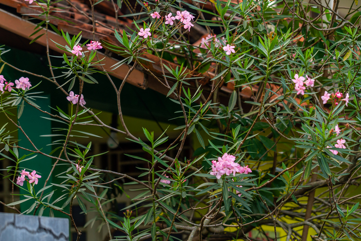 Das Alter des Oleanders und seiner Blätter