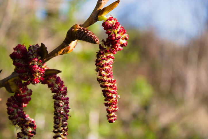 Das Aussehen der Blüten