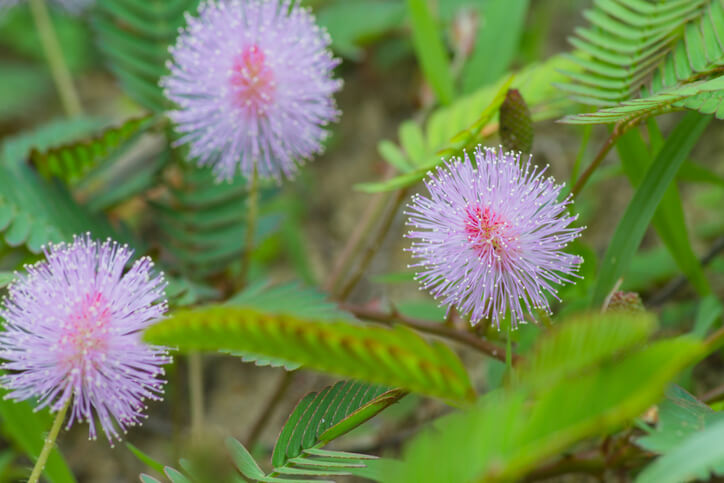 Das Aussehen der Blüten