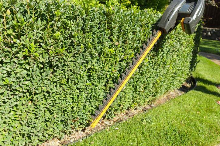 Der Formschnitt einer Buchsbaumhecke