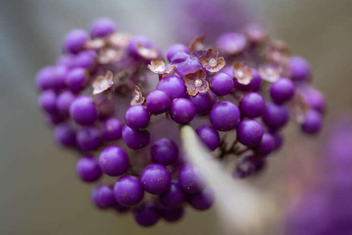 Der Geschmack der Früchte