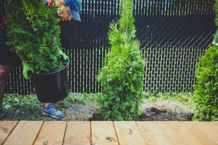 Der Platzbedarf der Thuja Brabant