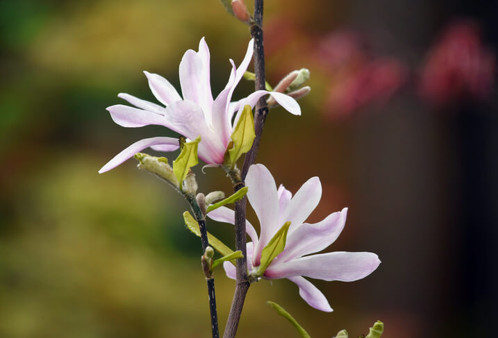 Der Rückschnitt von Magnolien