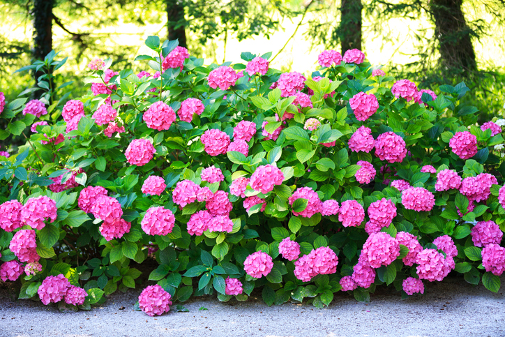 Der Star im Bauerngarten