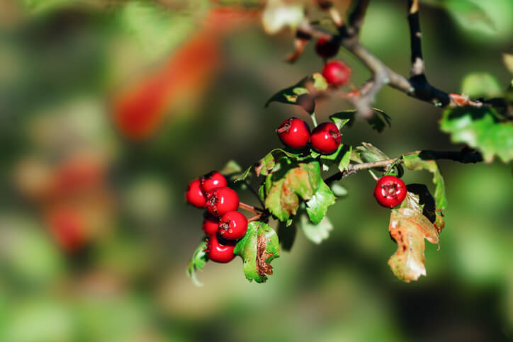 Der Verzehr des Weißdorns