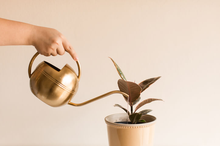 Der Wasserbedarf des Gummibaumes