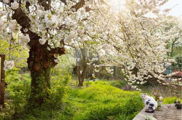 Der beste Kirschbaum Standort - Tipps und Tricks