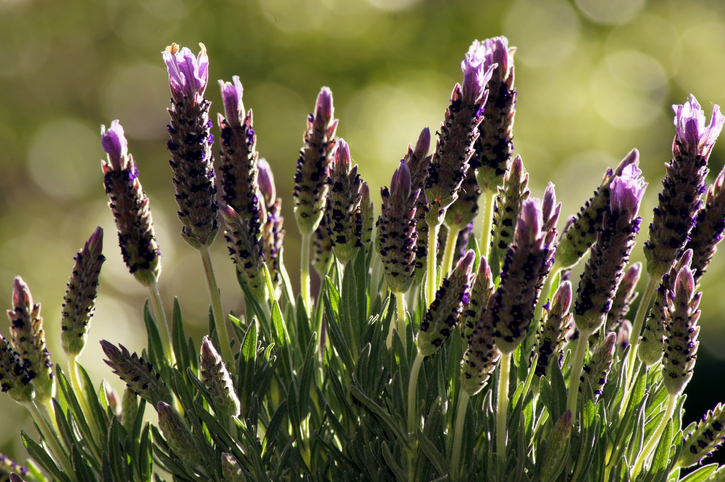 Der ideale Zeitpunkt für den Rückschnitt